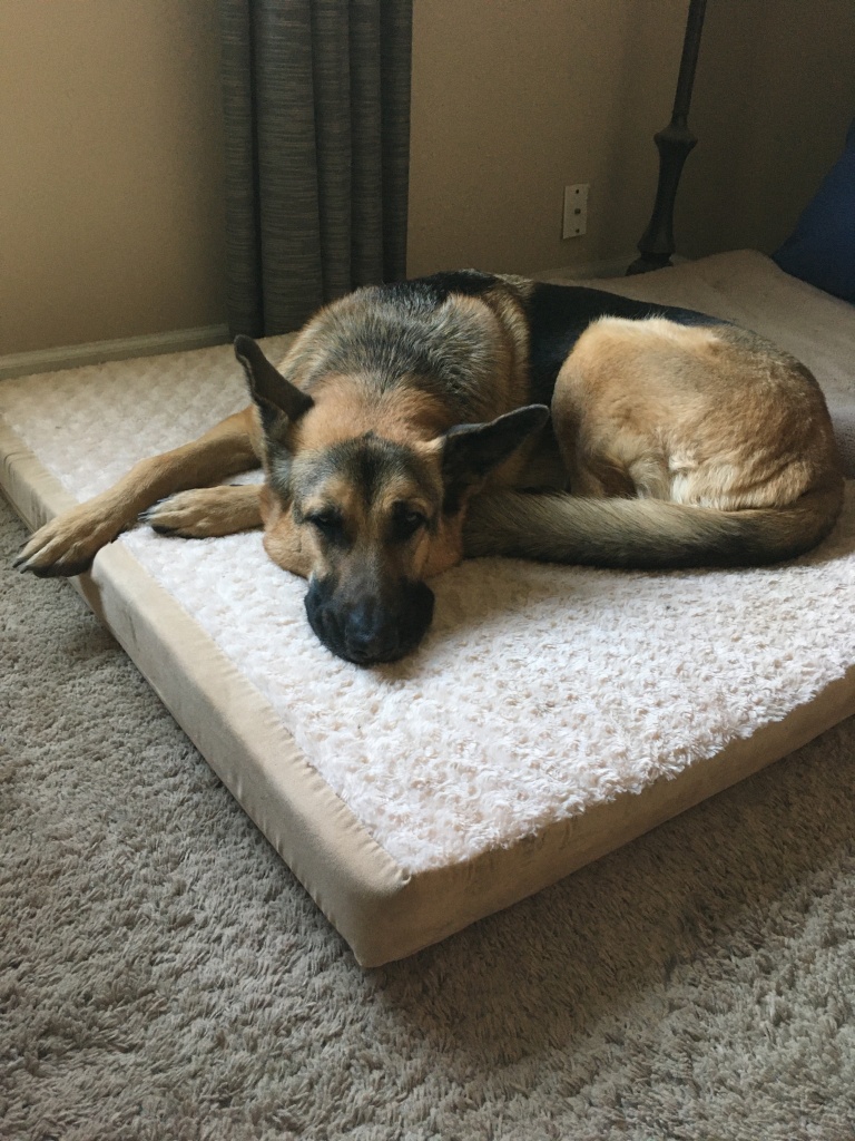 Bo, my German Shepherd, laying on his dog bed looking sleepy and a little sad.